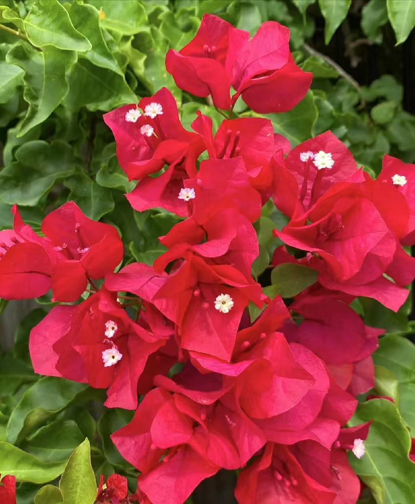 三角梅四季同安红盆栽观赏植物 【掉花落叶缺水焉正常介意慎拍】