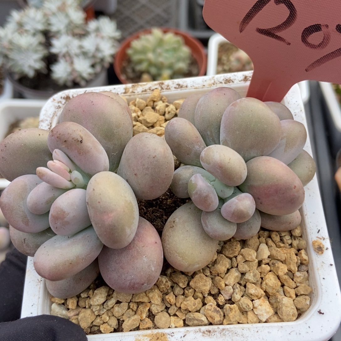 7207奶酪多肉植物保护