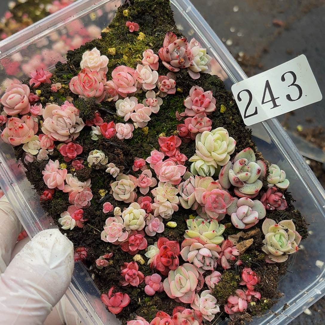 多肉植物多肉植物243