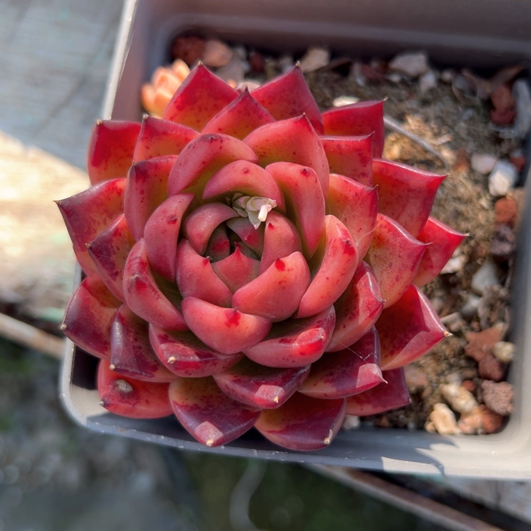 SP （满38包邮）多肉