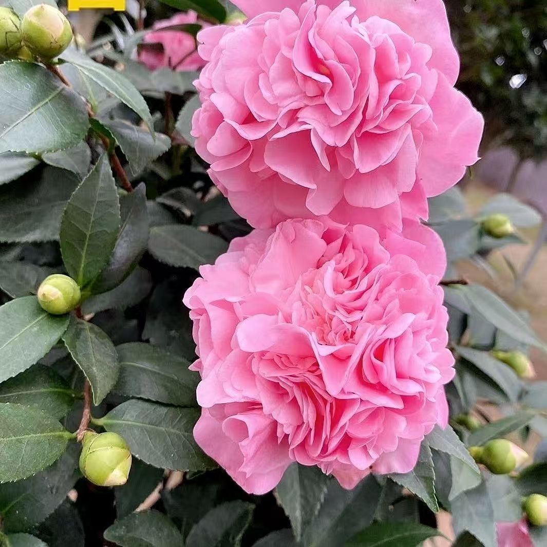 浓香型带花苞香妃茶花树苗盆栽室内外好养绿植