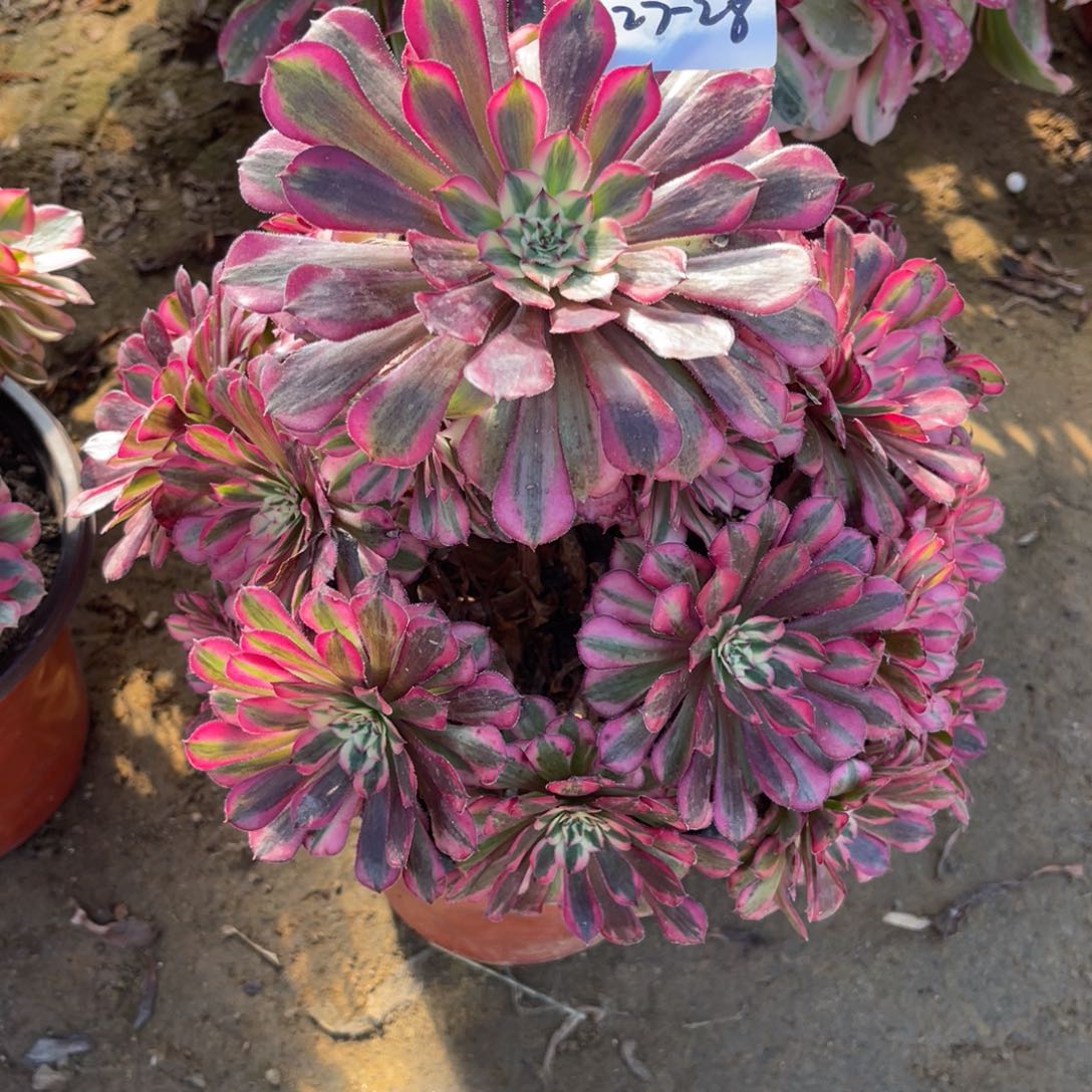 11-27-28红铜葫锦法师锦