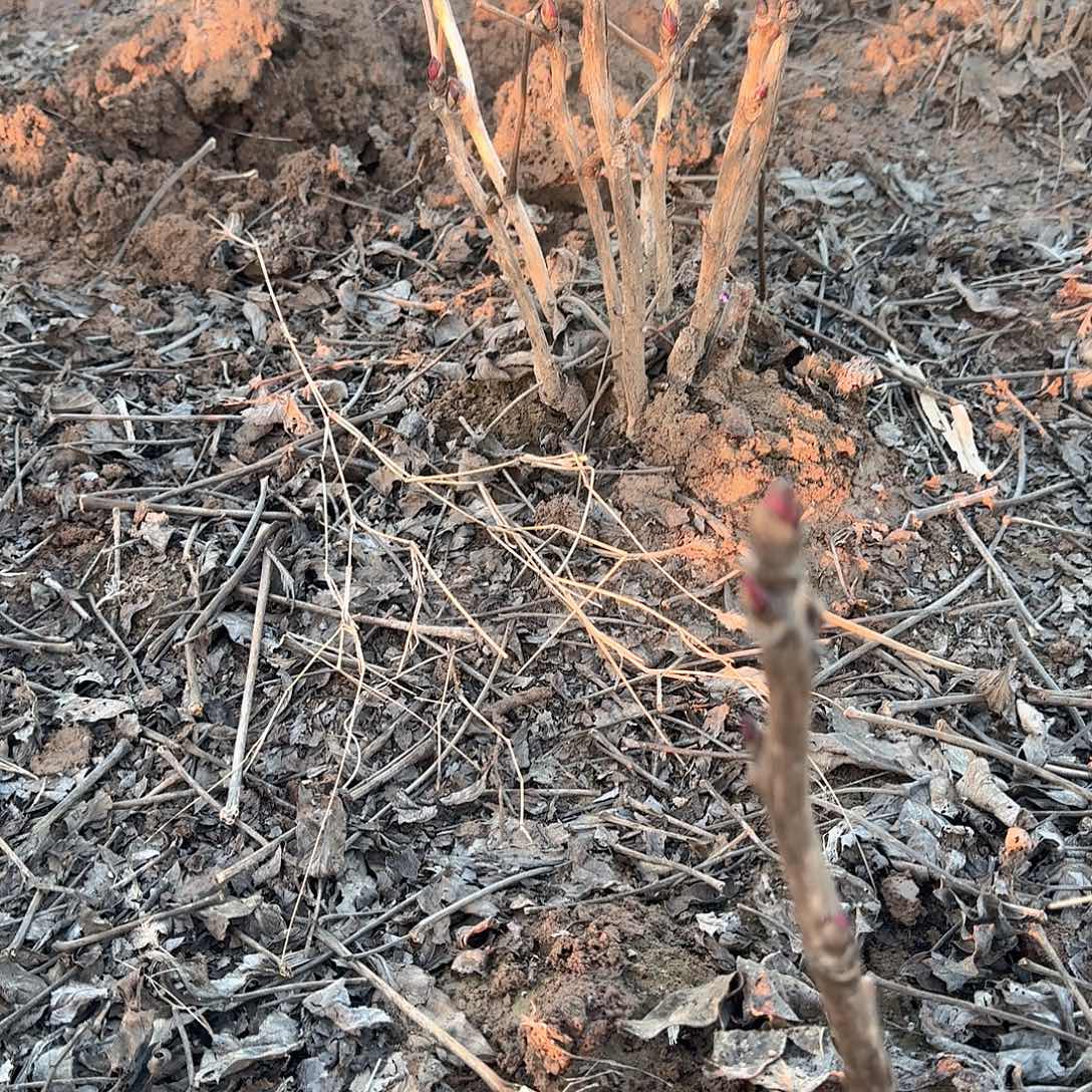 完全开放花王1111111111111