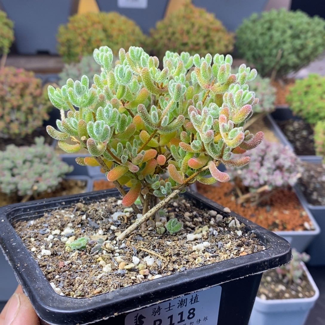 118优选冰晶枝干