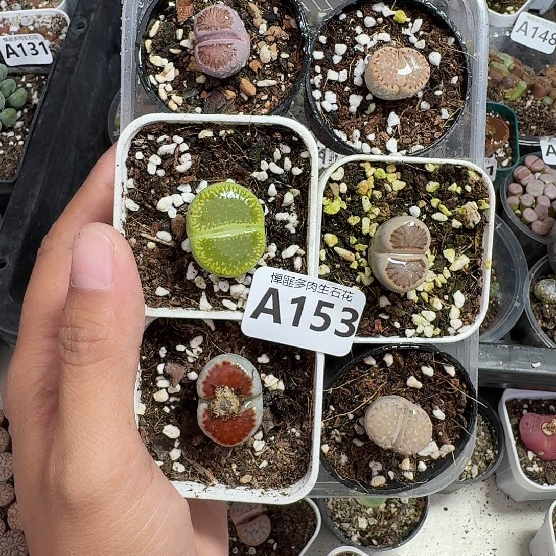 153多肉植物多肉植物