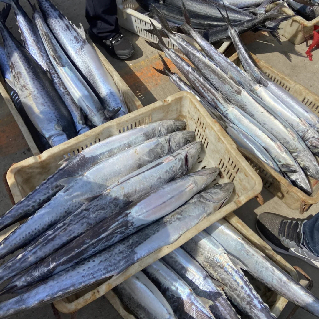 顺丰包邮大连本地新鲜海捕鲅鱼深海冷水鱼/蓝点马鲛/燕鲅鱼