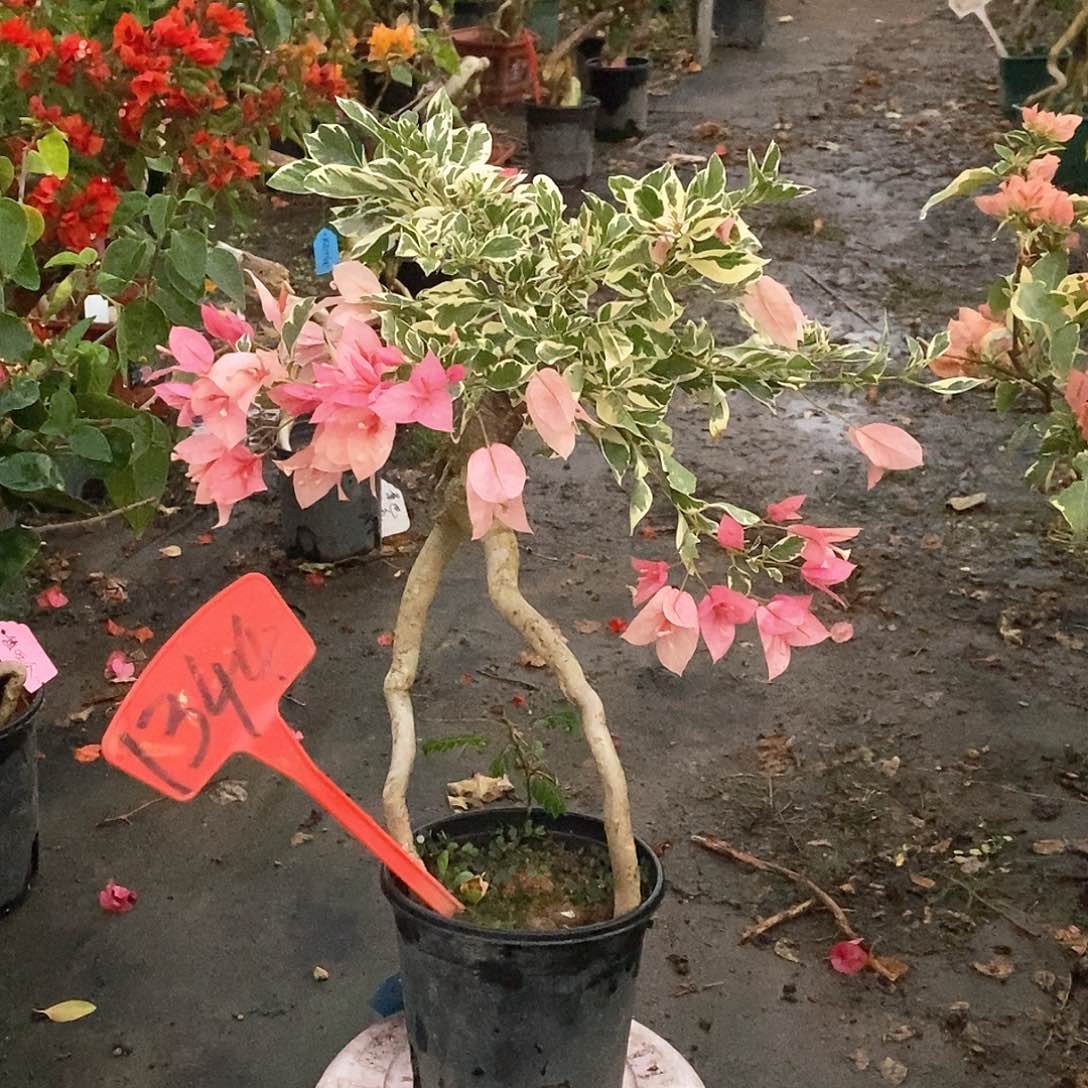 大部分开放少量花苞粉布丁1344