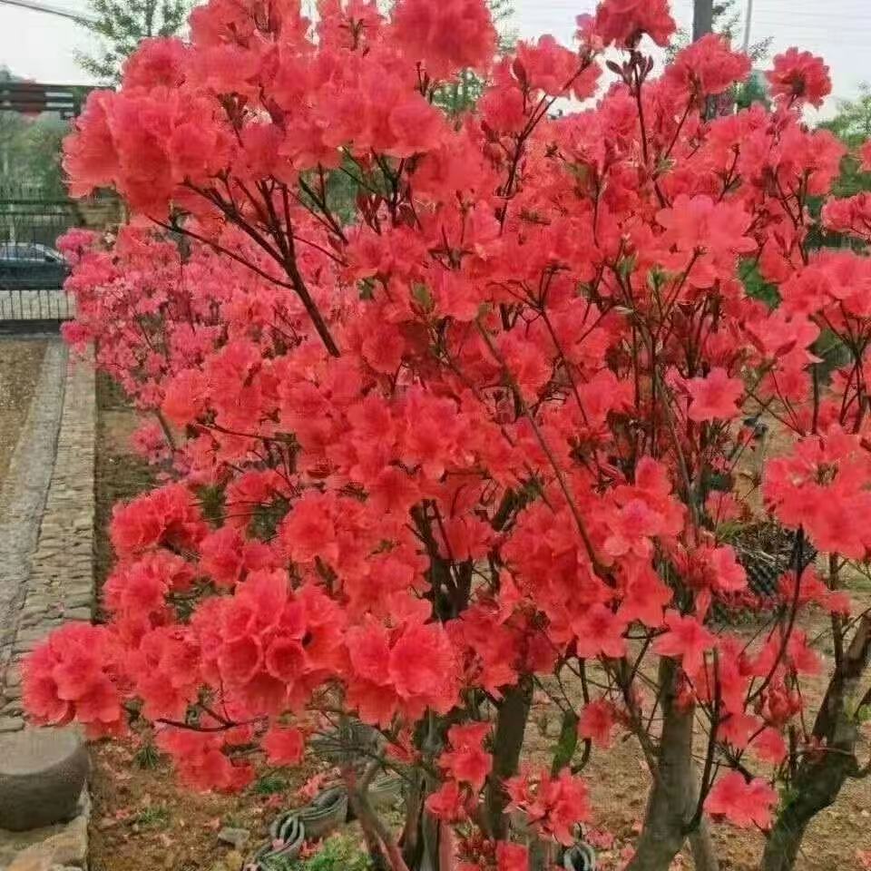 网红高山千年老桩映山红’火棘‘赤南四季常青观叶观花观果花卉盘景