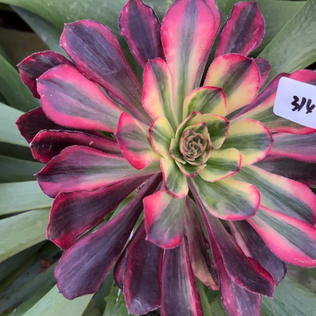 淡***水314红钻嫁接多肉椅子