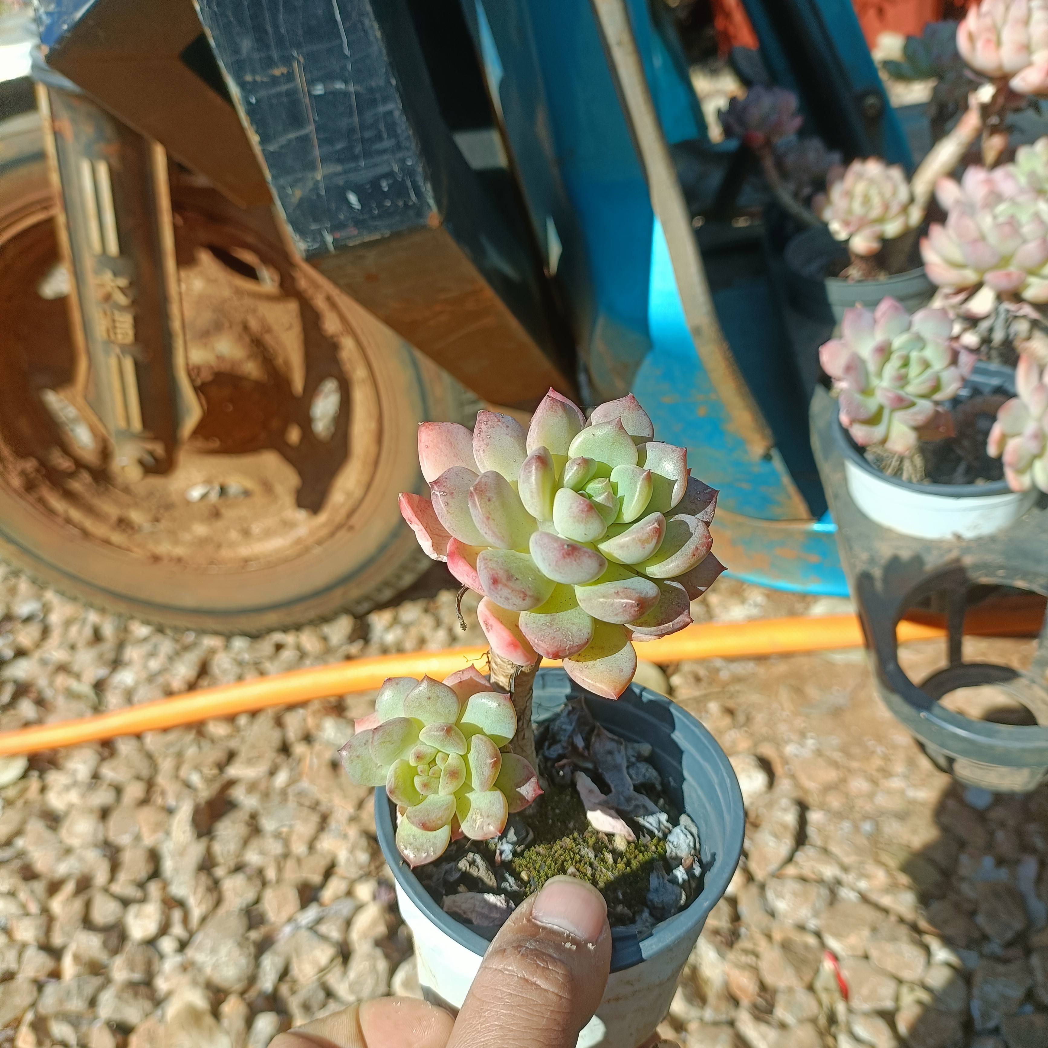精品多肉 星空美人  满9.99包邮