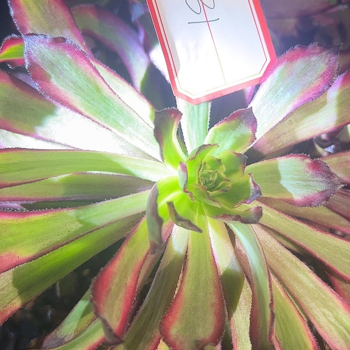 法师锦红金刚31号好好看