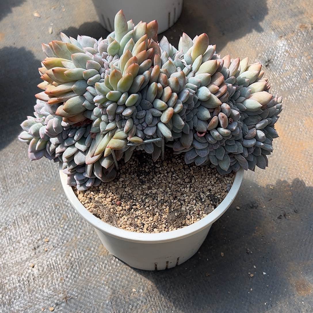 哈****哈421-12星影缀化