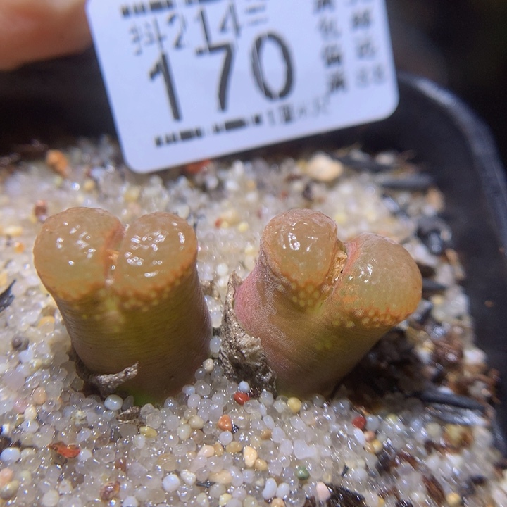 精品生石花214.170