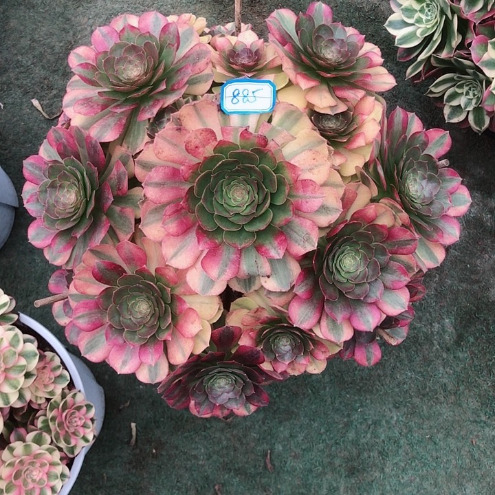 885雨荷多肉法师