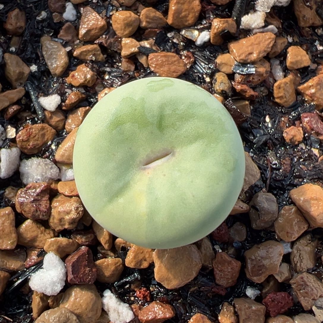 小红嘴母本一物一拍