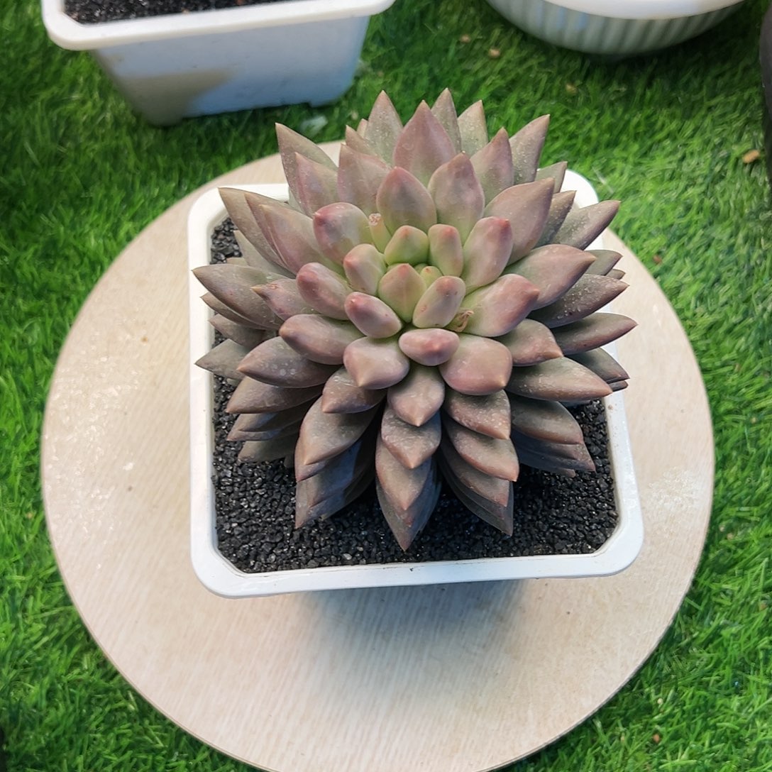 【闪购商品】水晶球