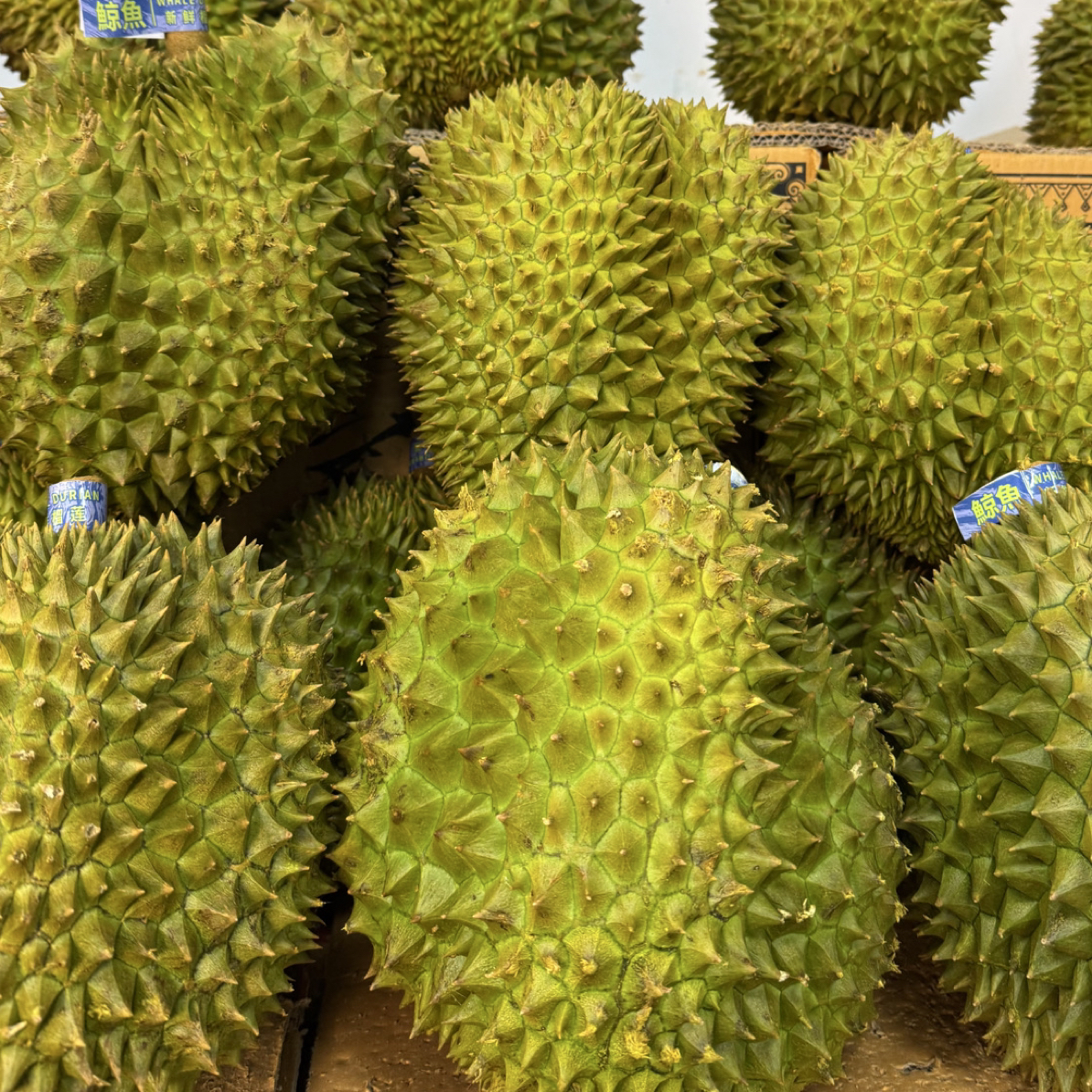 李【EMS空运】金枕鲜榴莲2斤起收到判断生熟再吃 路上有干耗10%