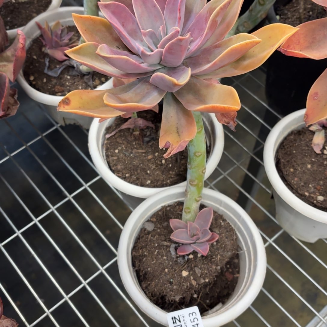 太妃糖一物一拍2453