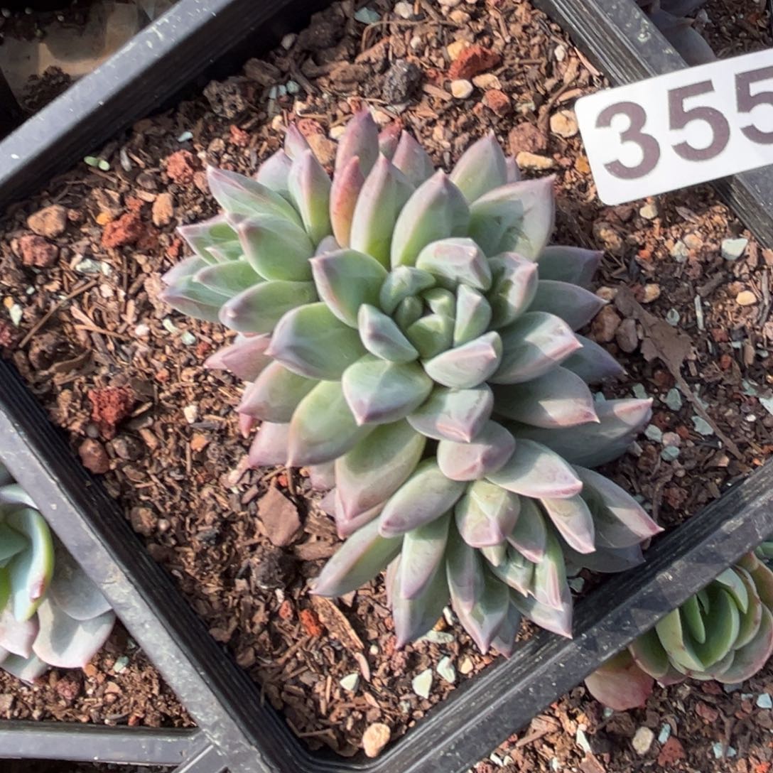 幻影多肉植物355