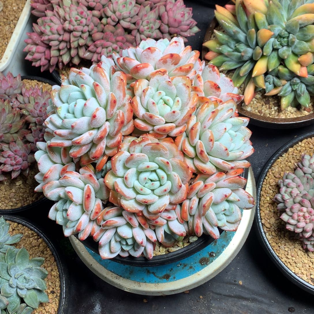 3***2哈哈哈哈哈哈哈哈哈