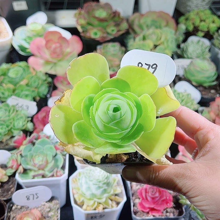 珍879阿罗拉黄玫瑰