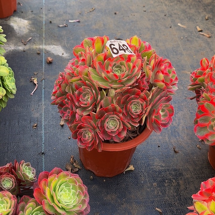 000000000000000000648