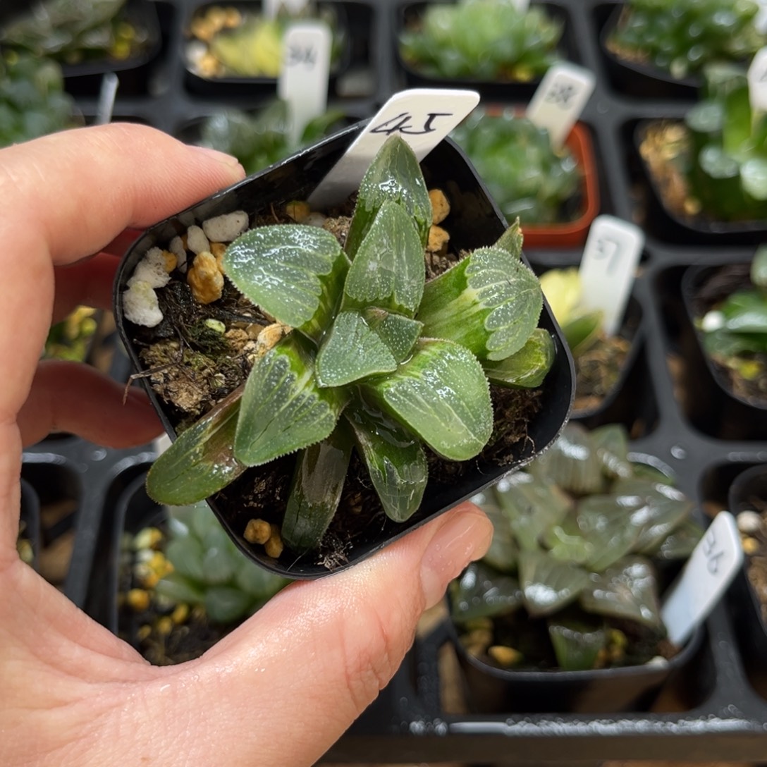 45蓝光磨面寿锦一物一拍