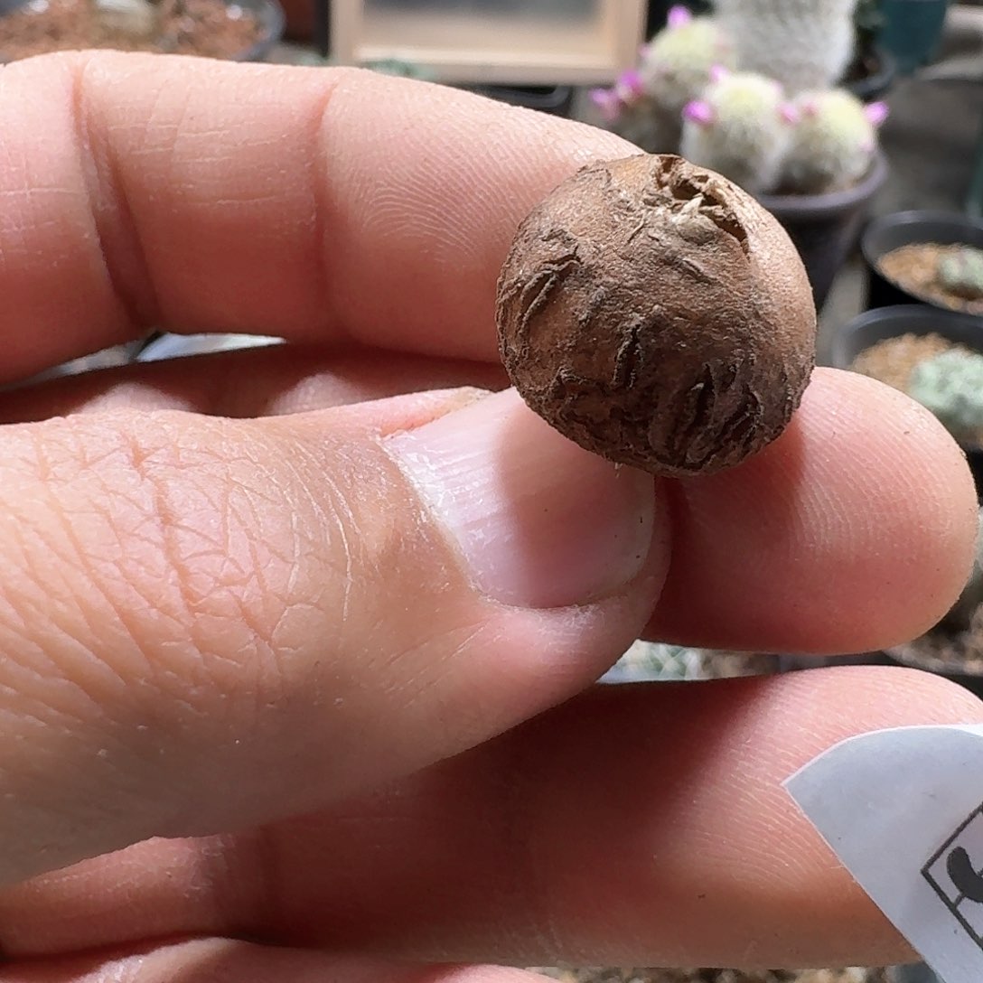 357南非龟甲龙脱土发货