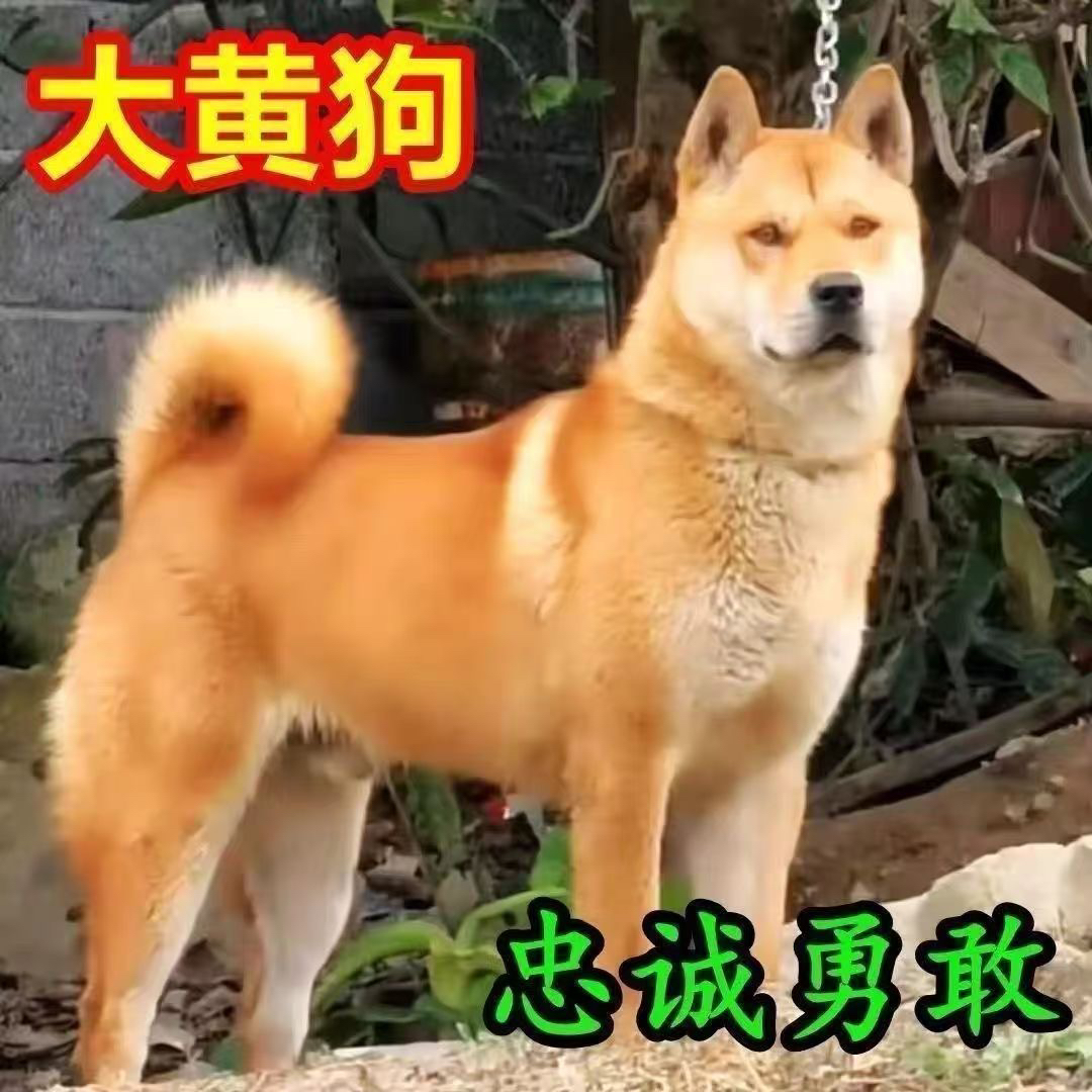 呆萌中华田园犬黄狗白面五黑纯土狗看家护院家狗家养便宜大黄狗