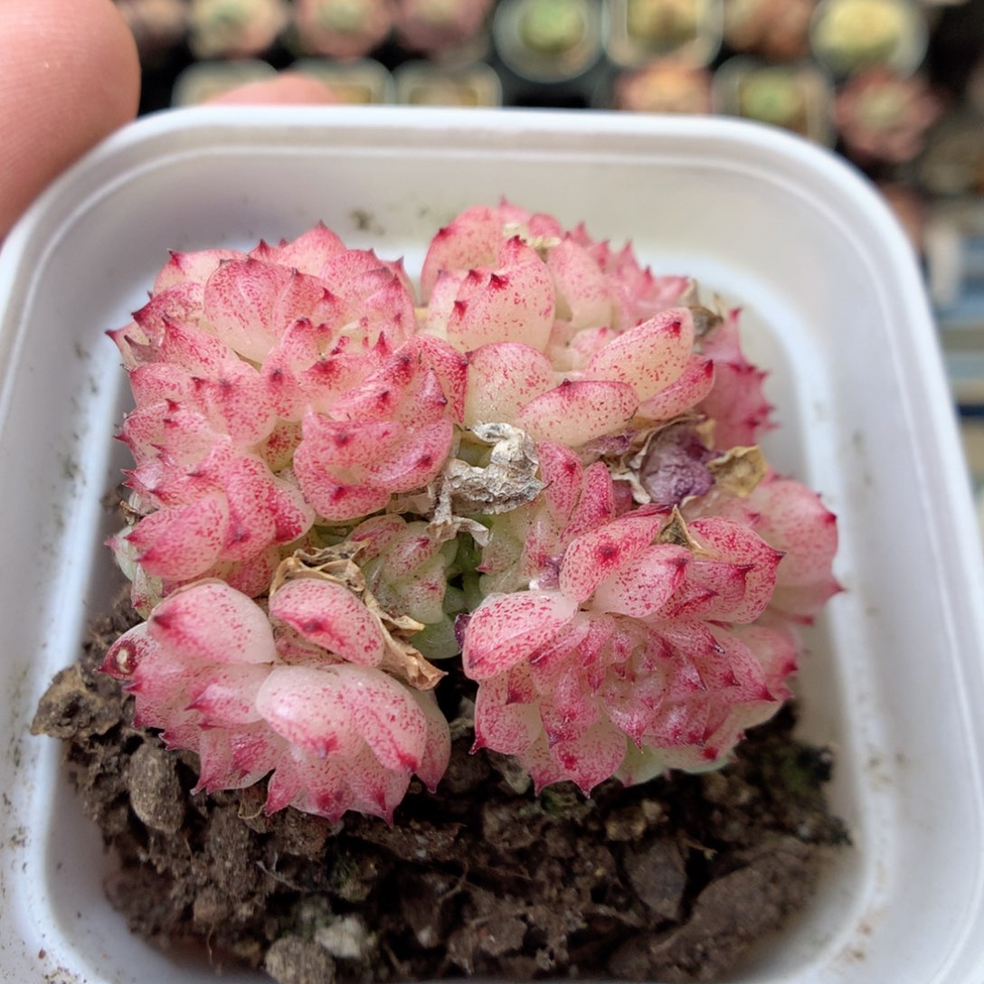 G143 ，20包邮两天凑单偏远不发货