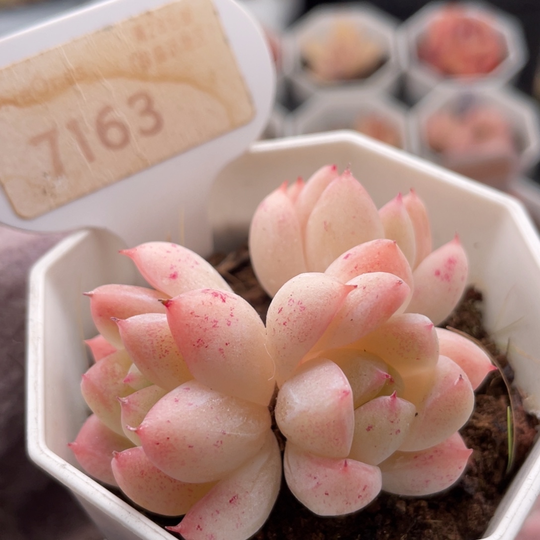 西施7163-5.5厘米