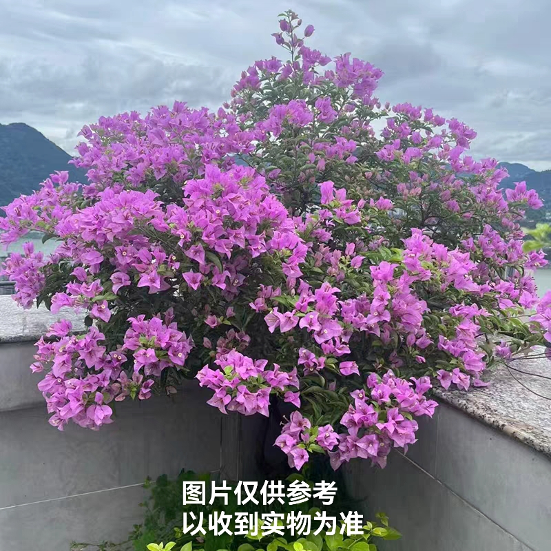 【巴西紫】三角梅四季开花勤花品种阳台基地直发