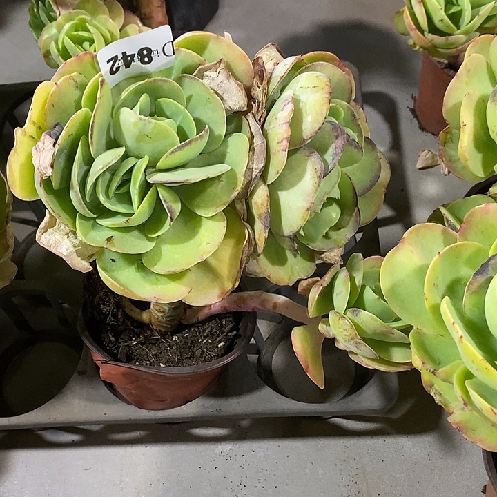 云***6842碧桃多肉植物多肉