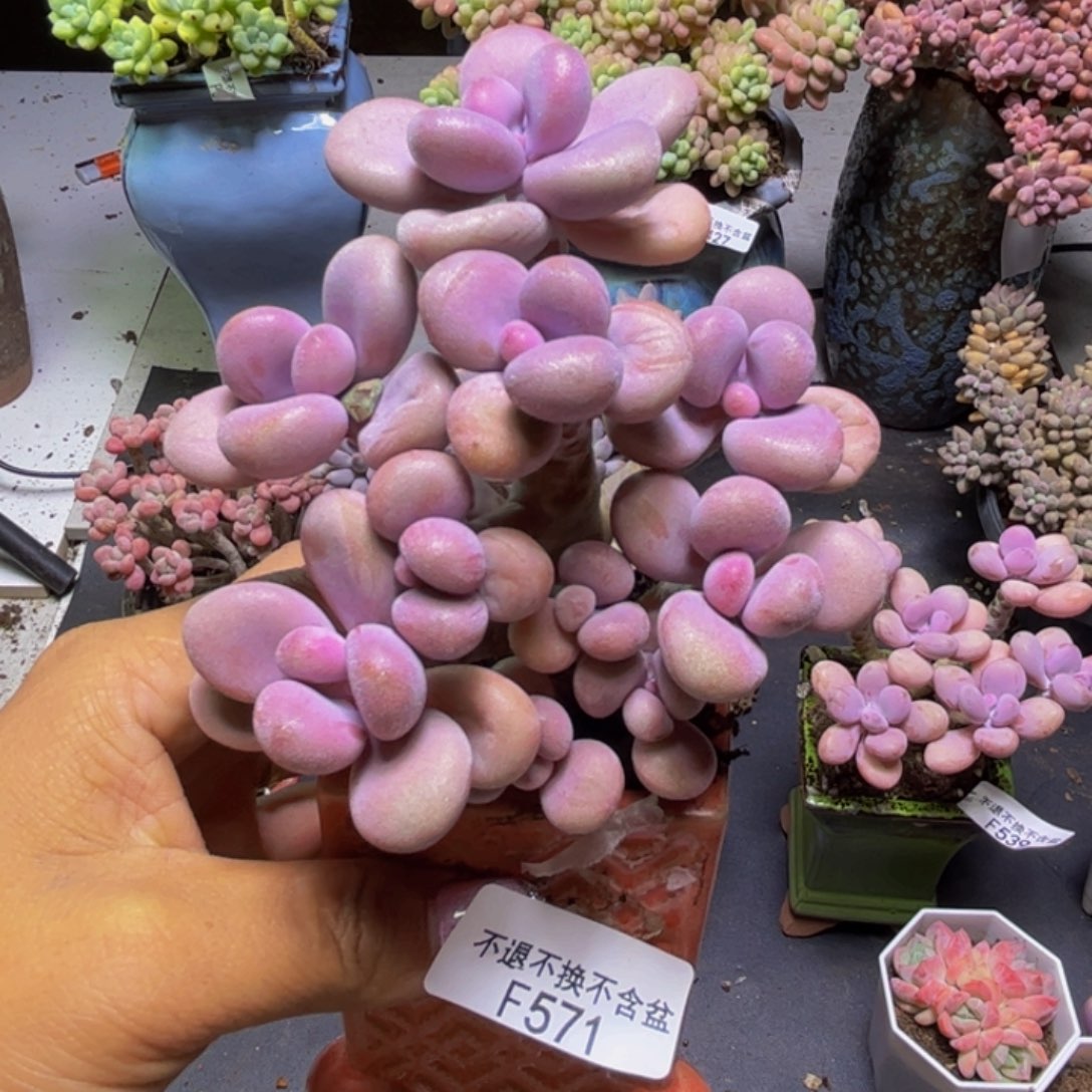 腰子桃蛋树571/8cm多肉