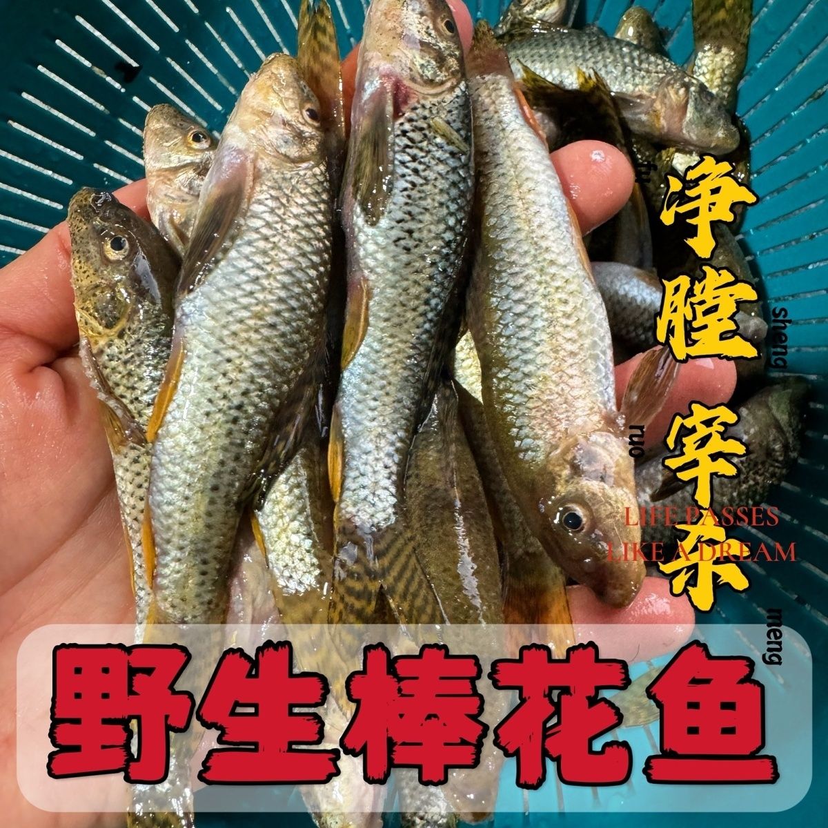 麻子鱼帮花鱼净膛发货
