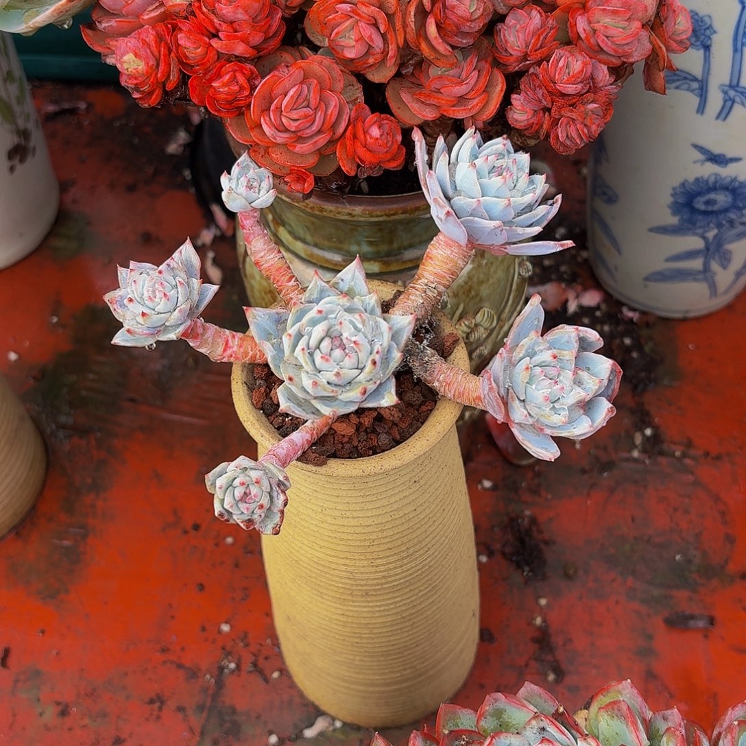 飘***雪老桩精品肉肉蓝鸟