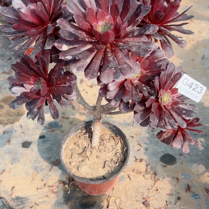，423黑铜鼓多肉植物