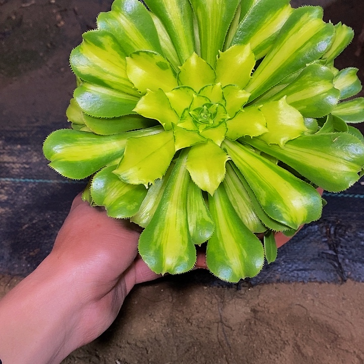 多肉植物保护研究所