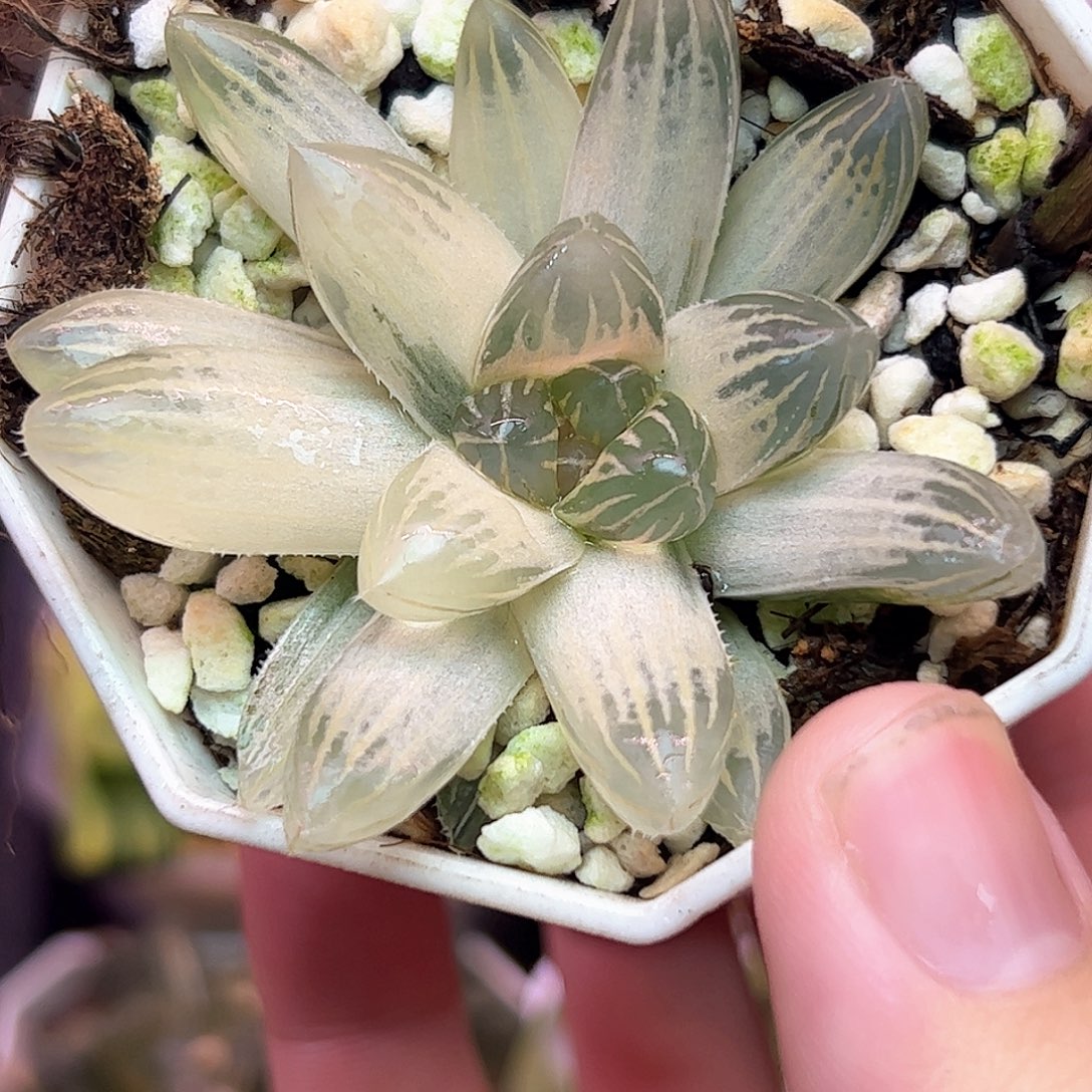 白蛇传体糊斑霓虹灯六公分