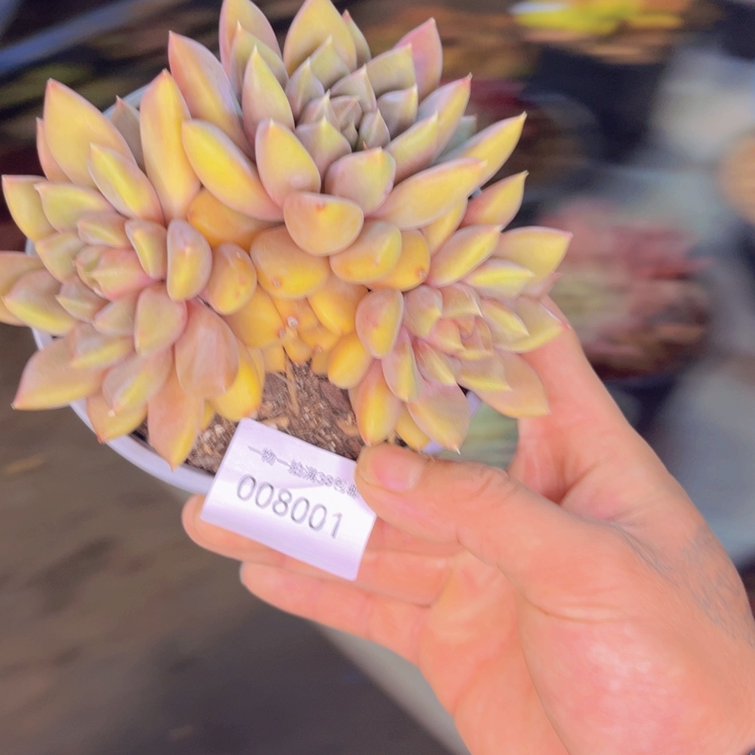 多肉一物一拍8001