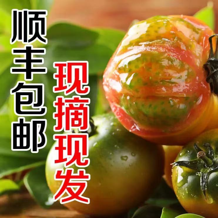 【星河出品·顺丰包邮】实惠盐碱地西红柿大连正宗铁皮柿子现摘现发