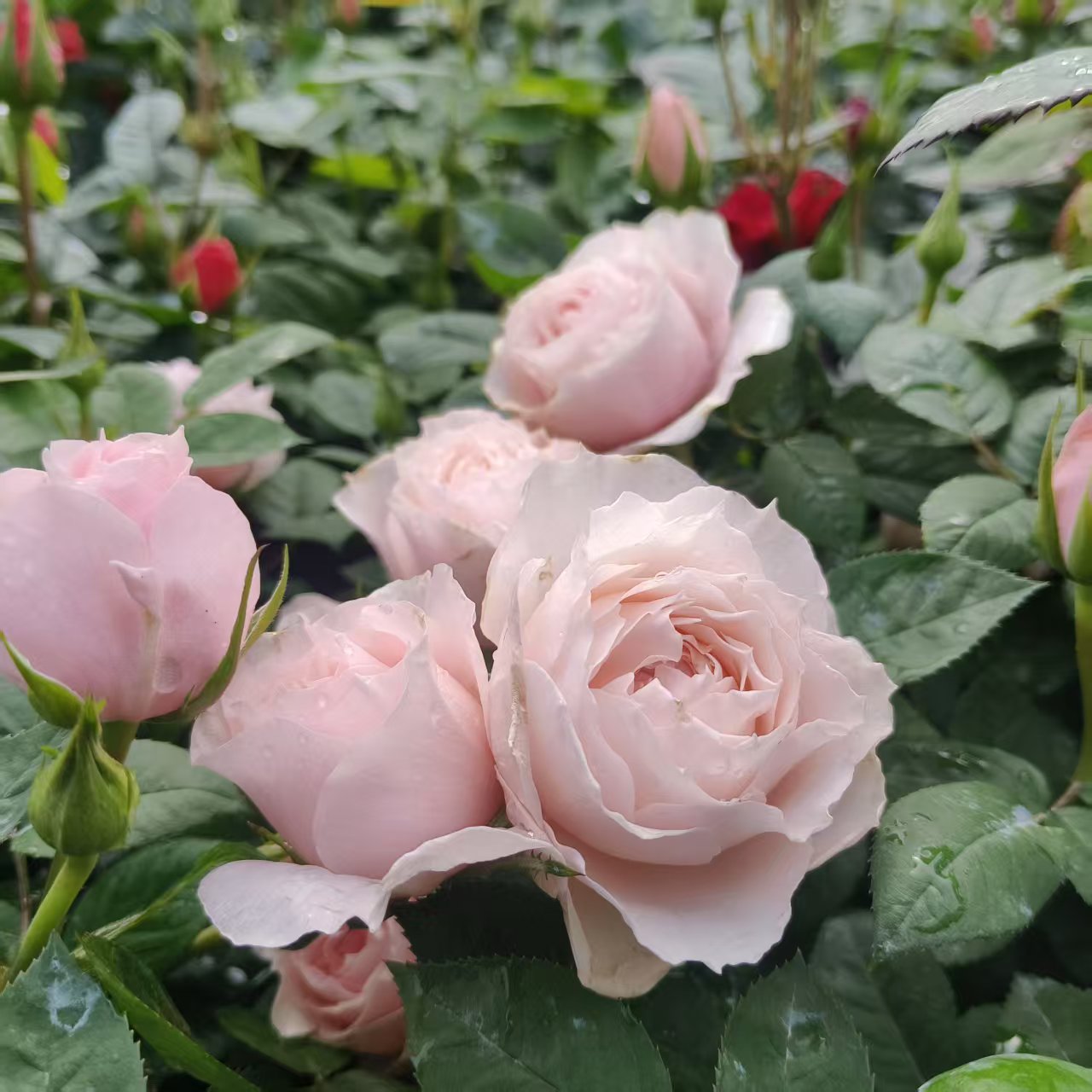 【玉脂】两加仑粉色包子形状丰花勤花地栽盆栽室外阳台庭院