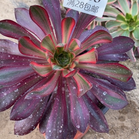 巫毒拉丝多肉多肉8903