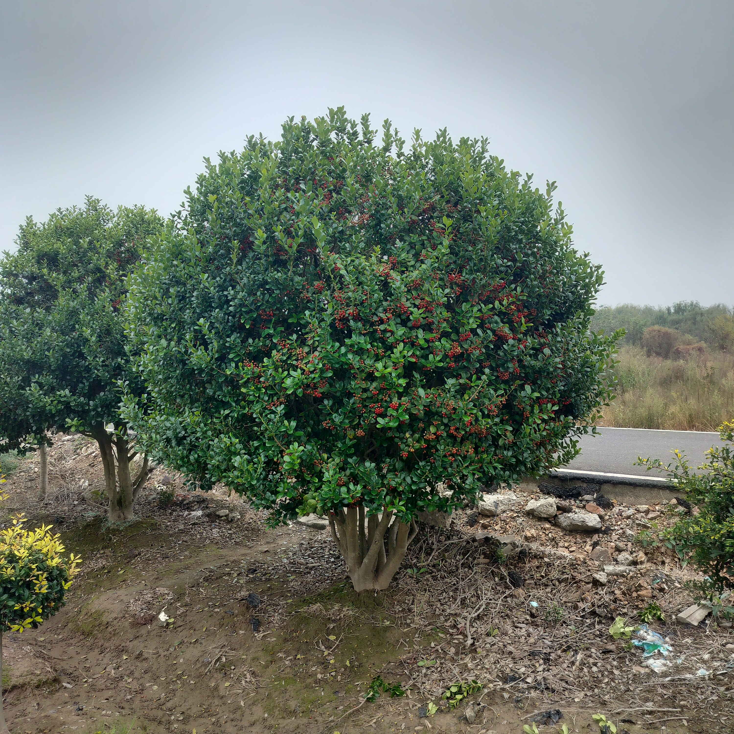 金玉满堂树原生树适合解读警告庭院打造绿植景观树拍前咨询客服