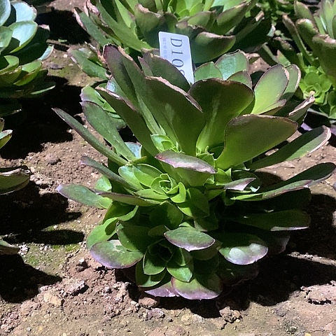 1083魅金玫瑰多肉法师量拍