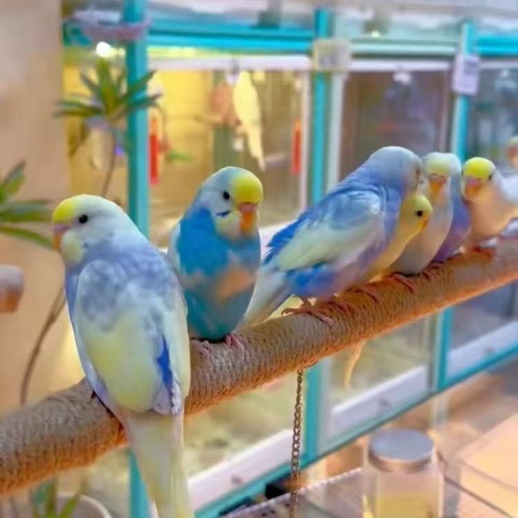 金彩大头虎皮鹦鹉活体手养亲人粘人观赏鸟