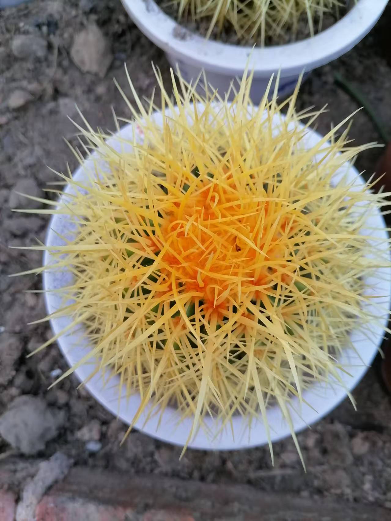 金琥仙人球绿植盆栽室内外庭院防辐射吸甲醛好养植物