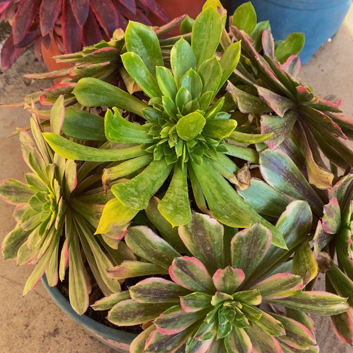 花脸粉黛多肉1颗1颗