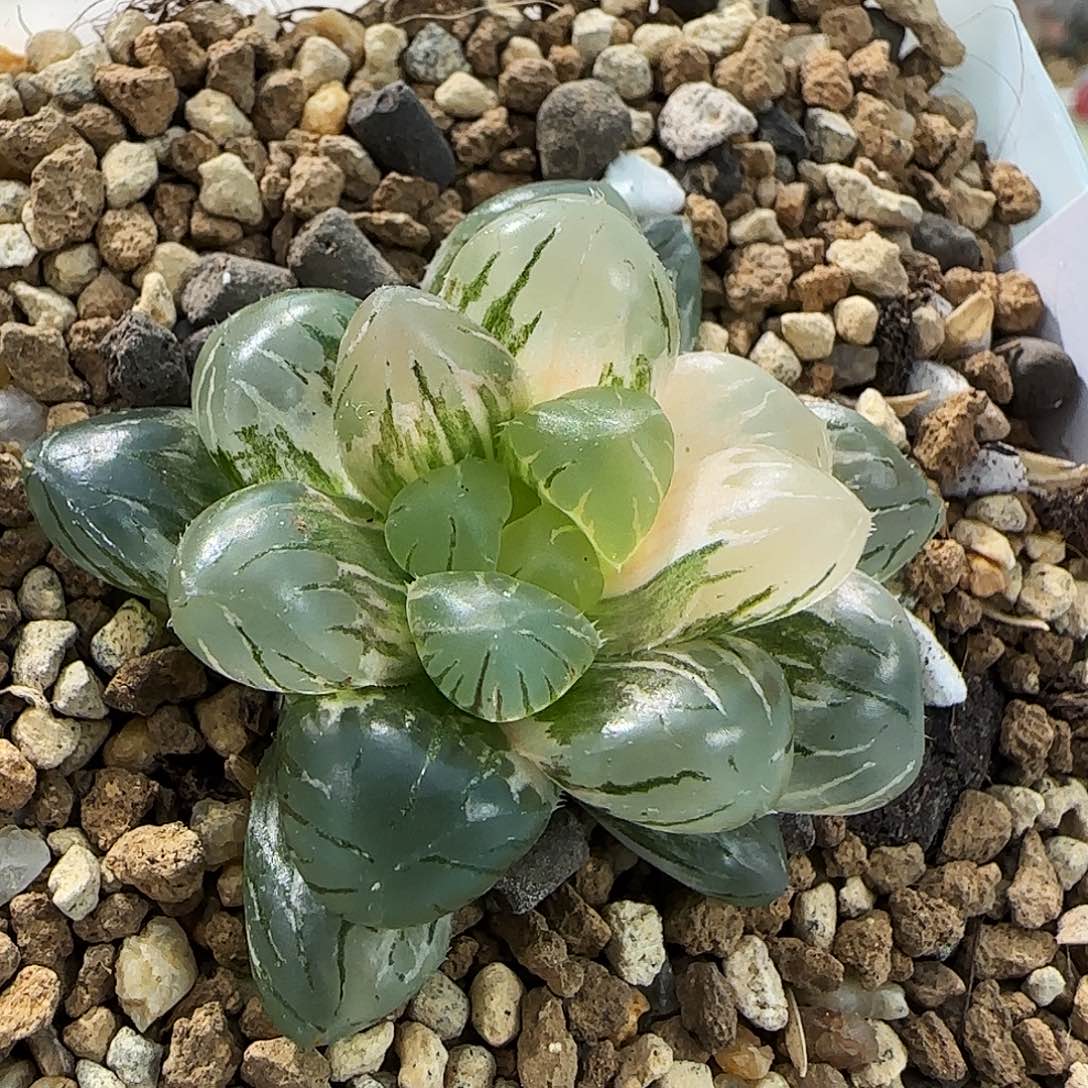 612号非组冰灯玉露锦一物一拍带盆土