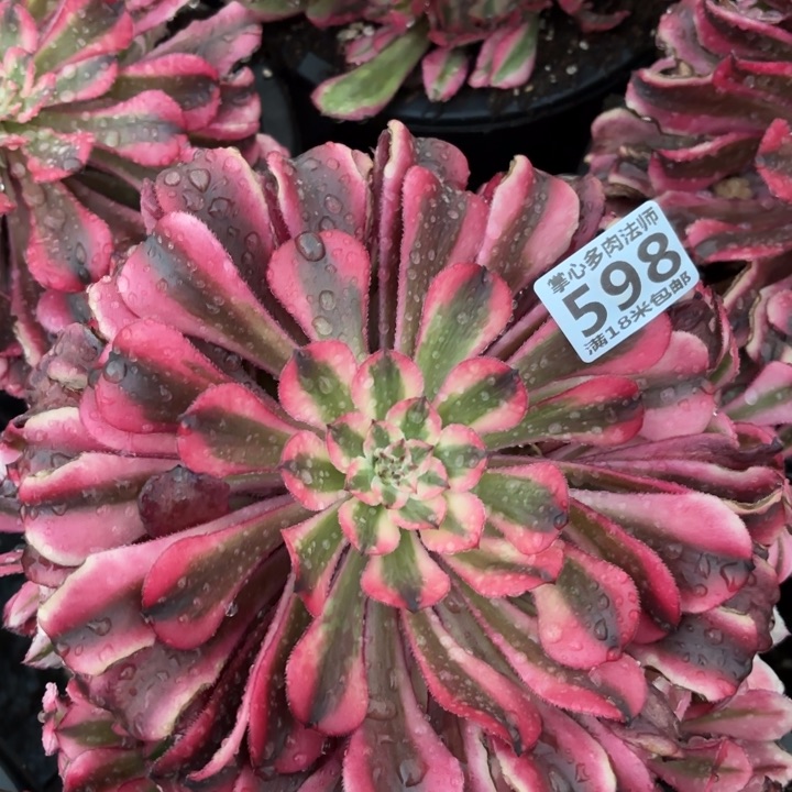 598粉铜掌心多肉法师锦不包侧枝断枝的